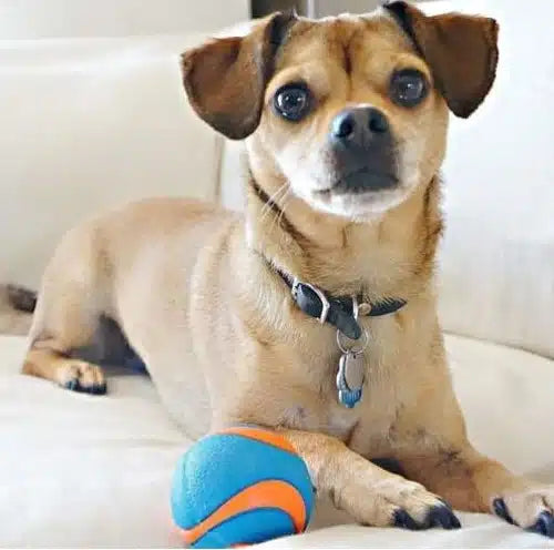 Chuckit Ultra Squeaker Ball Dog Toy
